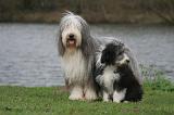 BEARDED COLLIE 290